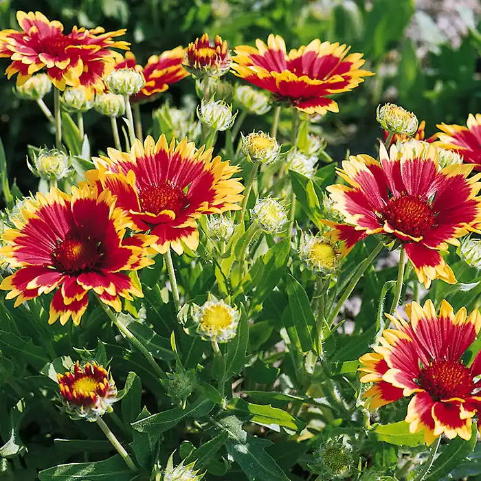  Гайлардия (Gaillardia)